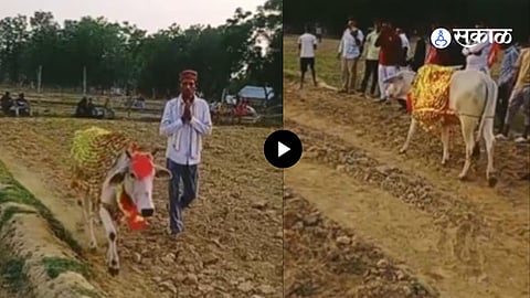 Cow Circled Field for Seven Days, Villagers Believed It Was a Miracle Until Vets Revealed the Truth