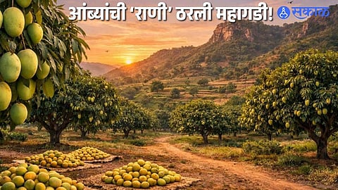 From Madhya Pradesh to International Markets: Giant Noorjahan Mango in High Demand