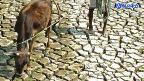 Farmers Urged to Store Fodder, Use Silage Technology Amid El Niño Concerns