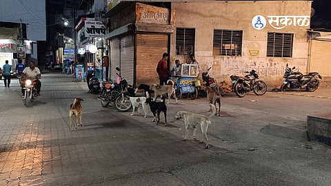 The Rabies Threat: A Terrifying Streak of 33 Attacks