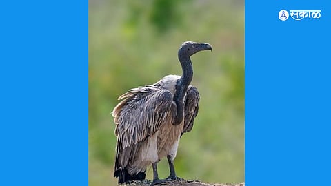 Conservation Success Story: Vulture Covers 3,334 Km from Maharashtra to Rajasthan