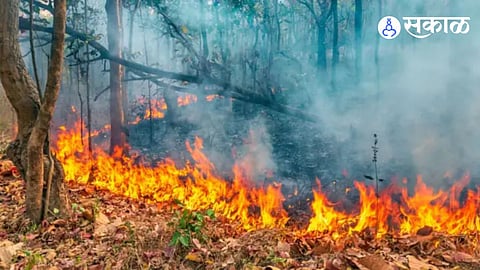 Forest Fire Case