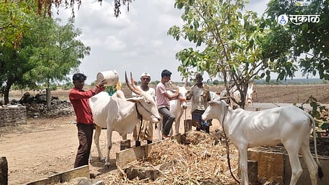 Karhunnavi Festival Sparks Shopping Rush as Akkalkot Markets Come Alive