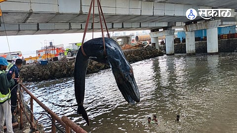 Baby Humpback Whale Dead in mumbai