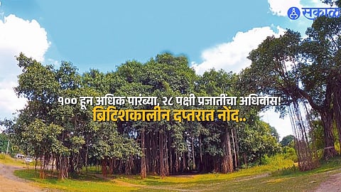 Asia's Second-Largest Banyan Tree in Maharashtra Amazes Tourists and Nature Lovers