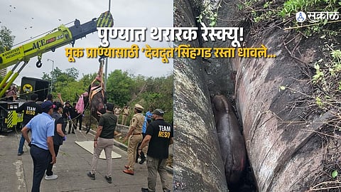 Wild Gaur Rescued Safely After Challenging Operation on Pune's Sinhagad Road