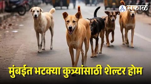 Government build Shelters for stray dogs
