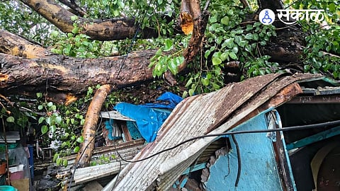 A massive peepal tree collapsed on several houses in Ghorpadi, but timely rescue operations prevented any loss of life.