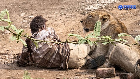 Lion Attack Video Viral