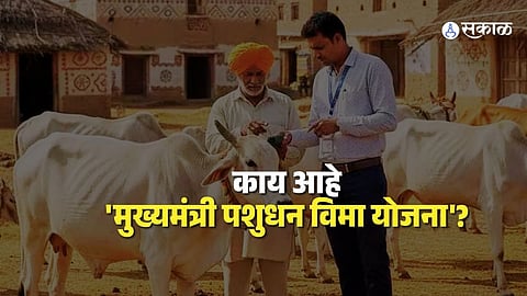 Boost for Livestock Owners and Workers: Maharashtra Clears Insurance Scheme and ESIC Medical College Quota