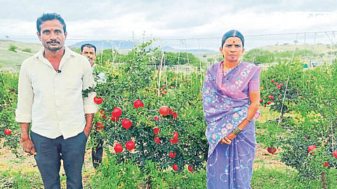 Sangli Farmer Success Story Pomegranate Farming