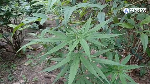 Nagpur News: BJP Leader Claims Cannabis Plants Found in Municipal Garden