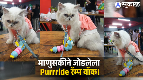 Purrride Walk 2026