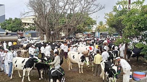 Alephata Cow Market under Junnar Agricultural Produce Market Committee recorded a turnover of Rs 1.03 crore with the sale of 489 hybrid cows.