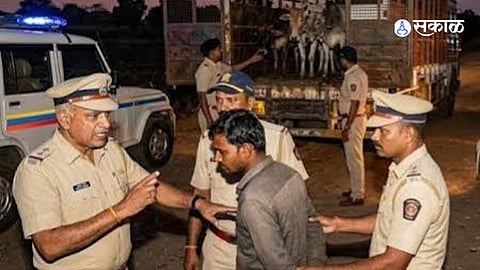 Pune Rural Police Bust Illegal Bovine Meat Transportation Racket, One Held