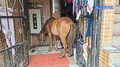 Panchgani Municipality Faces Questions as Horse Pound Remains Only on Records