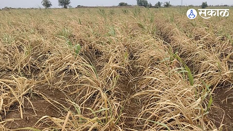 Solapur