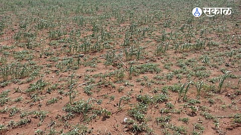 Cotton, bajra and moong crops are drying up as rainfall remains deficient, raising concerns over crop losses and fodder scarcity in Maharashtra.