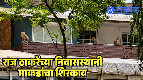 Monkeys At Raj Thackeray Residence