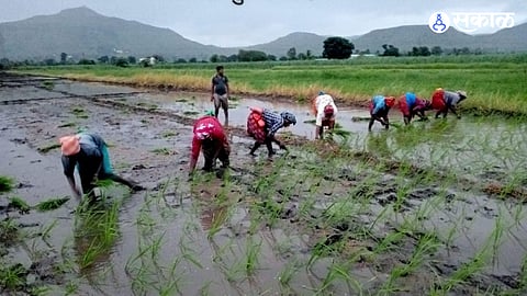 Farmers say continued dry spells could reduce cultivation area and push up Indrayani rice prices in the coming months.