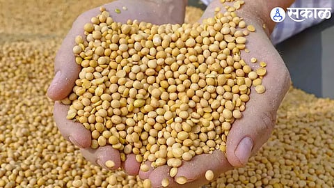 Soya Bean Seed Scam