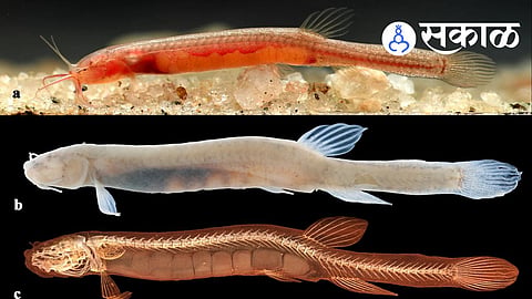 Scientists discovered a new blind, red, scaleless fish named Gitchak Nakana in an old well in Assam. Know about this unique cave fish discovery.