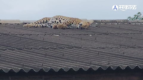 Forest officials shifted the carcass for post-mortem and have begun further investigation into the incident.