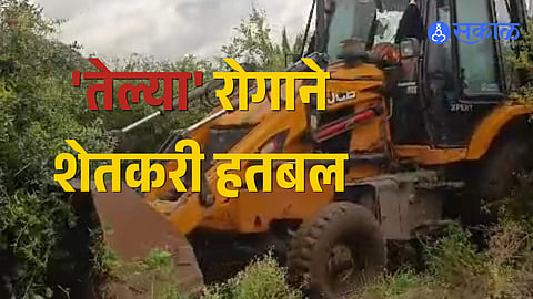 Paithan Gevarai Marda farmer destroys 400 pomegranate trees with JCB due to oily disease outbreak and crop loss