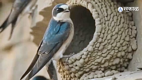 Heavy Flood in Godavari River Sweeps Away Cliff Swallow Colony in Kopargaon Leaving Thousands of Birds Homeless