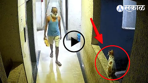 Man throws cat from 12th floor