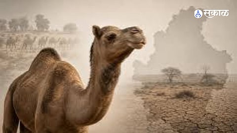 Malvi Camel Crisis India Left With Only 102 Rare White Camels Experts Launch Conservation Initiative