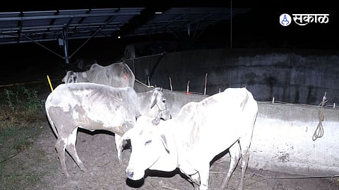 Vasmat Cattle Rescue Operation Police Save 19 Cattle Deputy Municipal President Booked in Animal Cruelty Case