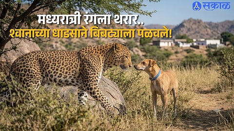 Maharashtra Leopard Attack Update Pet Dog Tiger Prevents Midnight Leopard Attack on Calf in Purandar Village