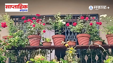 Terrace Gardening