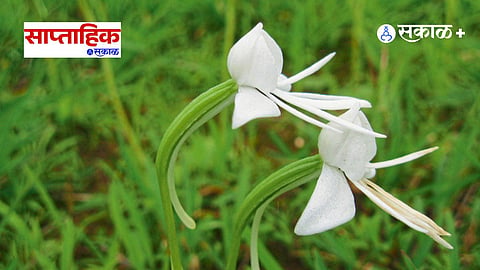 Night Blooming Flowers