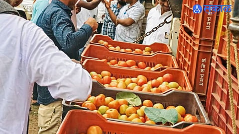 Tomato Trade Crosses Rs 137 Crore in Narayangaon Market Farmers Benefit From Strong Red Gold Demand