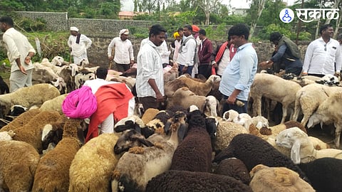 A record 3,400 goats and sheep arrived at the Mahatma Phule sub-market in Talegaon Dhamdhere, Shirur, with strong demand during the Ashadh season driving brisk trade.