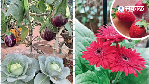 A small cucumber vine planted during the pandemic grew into a thriving organic terrace garden, bringing fresh produce, birds, and joy to everyday life.