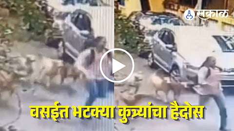 Vasai Stray Dogs Attack
