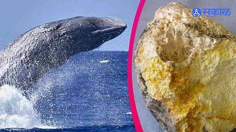 Whale Vomit Worth Four Point Five Crore Seized in Sangli Ambergris Smuggling Suspect From Kolhapur Trader From Sindhudurg
