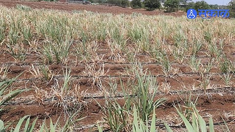 Mangalwedha Faces Severe Drought Threat After Rainfall Deficit Leaves Kharif Season Crops Damaged And Farmers Worried