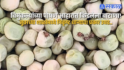 Poor Quality Peas Supplied For Midday Meals In Junnar Schools In Pune District Raises Serious Questions Over Student Health