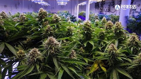 College Students And Farmhouses Linked To Hydroponic Cannabis Supply Through Social Media Chats And Hidden Delivery Networks