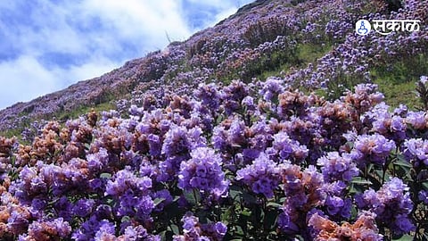 Zolambi Tourism Demand Grows In Sangli Nature Lovers Seek Opening During Flowering Season And Government Approval