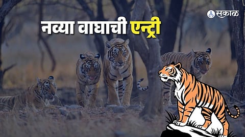 Tiger Spotted In Palamu Tiger Reserve Sparks High Alert Across Three District Border Areas In Jharkhand