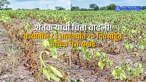 Maharashtra Rain Break Hits 83 Talukas For Over 20 Days Groundwater Falls And Kharif Crops Face Growing Damage Risk