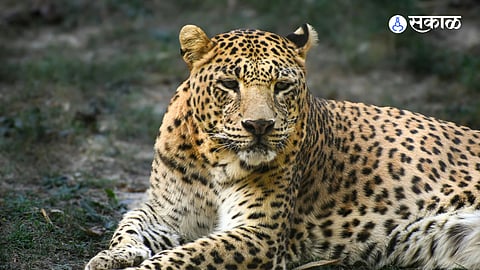 Leopard Attack on Farmer Couple in Junnar