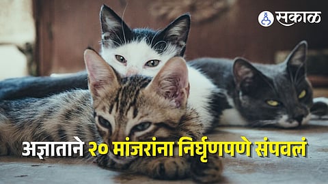 Dead Cats Found in Chembur