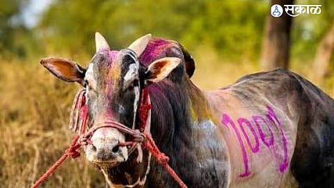 Farmer Bull Bond in Maharashtra Pola Festival Highlights Tradition of Naming Bulls and Their Emotional Connection With Farmers