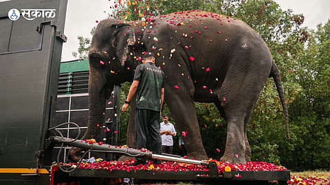Madhuri Elephant Returns to Kolhapur